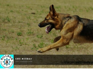 CBS HILLBOR - ostraha objektů, výcvik služebních psů Dolní Bousov